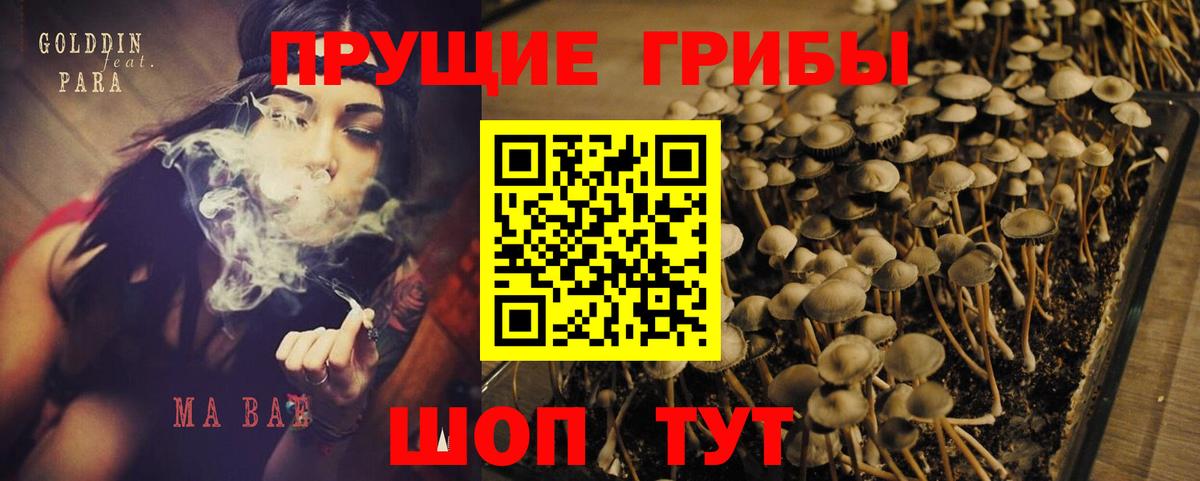 Псилоцибиновые грибы мицелий Кандалакша